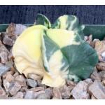 Astrophytum myriostigma (yellow variegate) 4-inch pots