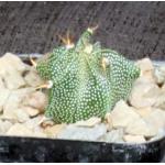 Astrophytum ornatum 2-inch pots