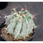 Astrophytum ornatum var. mirbellii 5-inch pots