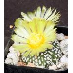 Astrophytum asterias Super Kabuto 2-inch pots