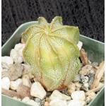 Astrophytum capricorne var. niveum 2-inch pots