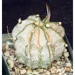 Astrophytum capricorne 4-inch pots
