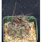 Astrophytum capricorne var. senile 4-inch pots