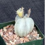 Astrophytum coahuilense 4-inch pots