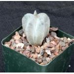 Astrophytum coahuilense 4-inch pots