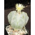 Astrophytum myriostigma cv Onzuka 2-inch pots