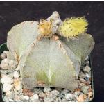 Astrophytum myriostigma 4-inch pots