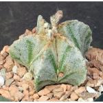 Astrophytum myriostigma cv Onzuka 5-inch pots
