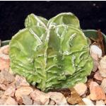 Astrophytum myriostigma cv Fukuryu 4-inch pots