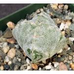 Astrophytum myriostigma cv Onzuka 4-inch pots