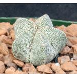 Astrophytum myriostigma cv Onzuka 4-inch pots