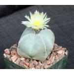 Astrophytum myriostigma var. columnare 4-inch pots