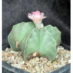 Astrophytum myriostigma var. strongylogonum one-gallon pots
