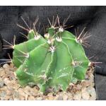 Astrophytum ornatum var. mirbellii one-gallon pots