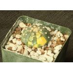 Astrophytum asterias (variegate) 4-inch pots