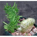 Austrocylindropuntia subulata (crest) 3-inch pots