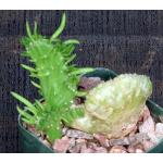 Austrocylindropuntia subulata (crest) 3-inch pots