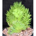 Austrocylindropuntia subulata (crest) one-gallon pots