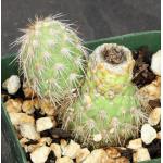 Austrocylindropuntia pachypus 4-inch pots