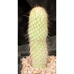 Austrocylindropuntia pachypus 5-inch pots