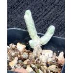 Avonia papyracea 2-inch pots