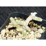 Avonia recurvata ssp. buderiana 2-inch pots