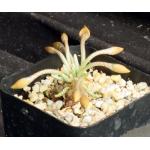 Avonia quinaria ssp. alstonii 2-inch pots