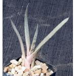 Gasteria batesiana Suave 2-inch pots