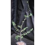Bauhinia grandidieri 4-inch pots