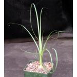 Beaucarnea gracilis 4-inch pots