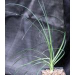 Beaucarnea gracilis 5-inch pots