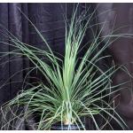 Beaucarnea gracilis 5-gallon pots