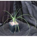 Beaucarnea gracilis 5-inch pots