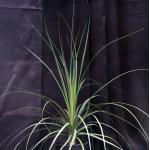 Beaucarnea gracilis one-gallon pots