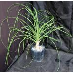 Beaucarnea recurvata 5-inch pots