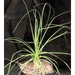 Beaucarnea gracilis one-gallon pots