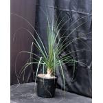Beaucarnea gracilis 2-gallon pots