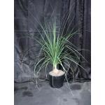 Beaucarnea gracilis 3-gallon pots