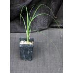 Beaucarnea recurvata 2-inch pots