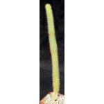 Bergerocactus emoryi 4-inch pots