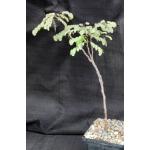 Caesalpinia cv ‘Betty’s Pretty Tree’ 5-inch pots