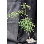 Caesalpinia cv ‘Betty’s Pretty Tree’ 5-inch pots