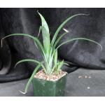 Billbergia nutans 4-inch pots