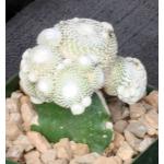 Blossfeldia lilliputana (grafted) 4-inch pots