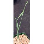 Boophane haemanthoides 4-inch pots