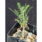 Boswellia neglecta 2-inch pots