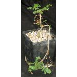 Boswellia sacra 5-inch pots