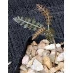 Boswellia asplenifolia 2-inch pots