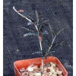 Boswellia asplenifolia 3-inch pots