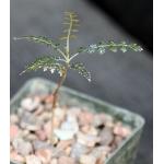 Boswellia asplenifolia 3-inch pots